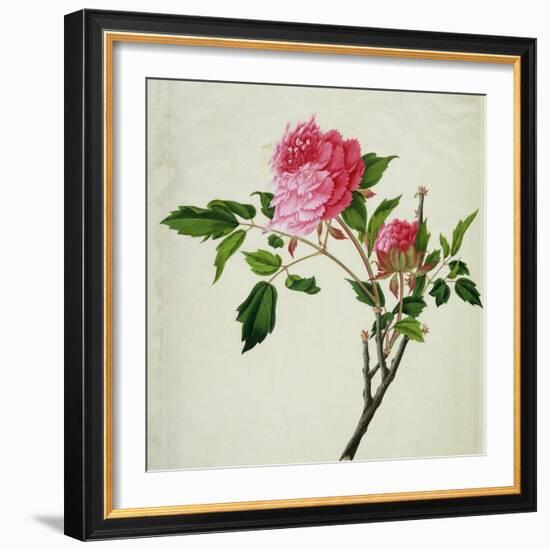 Pink Peony, c.1800-1840-null-Framed Giclee Print