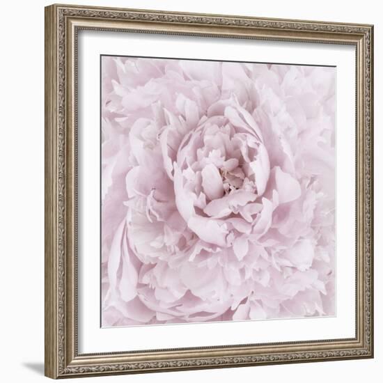 Pink Peony Flower-Cora Niele-Framed Photographic Print