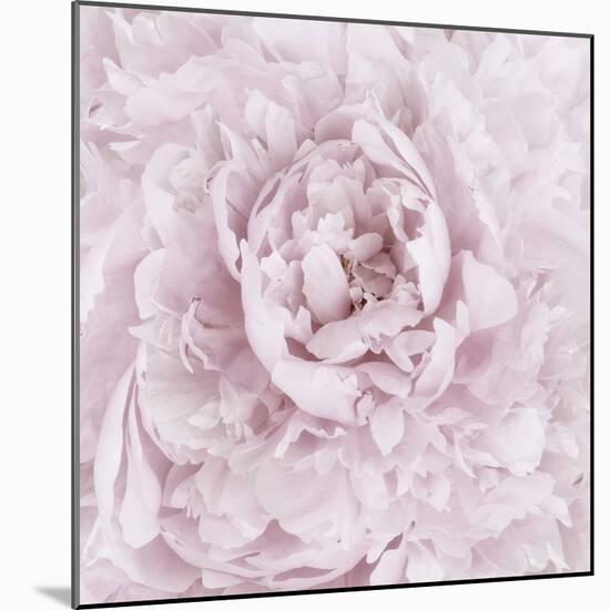 Pink Peony Flower-Cora Niele-Mounted Photographic Print