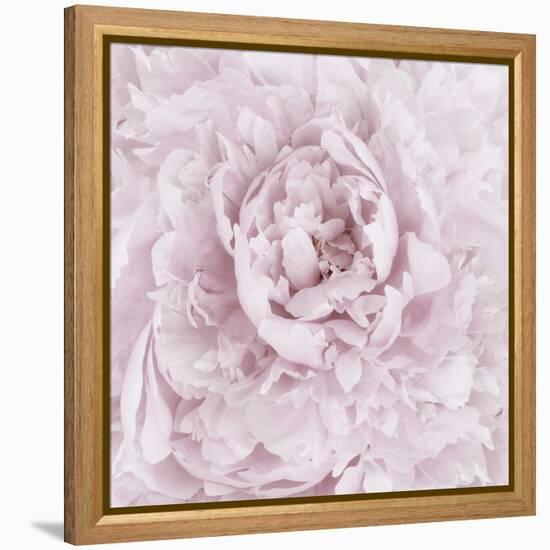 Pink Peony Flower-Cora Niele-Framed Stretched Canvas