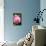 Pink Peony I-Karyn Millet-Photographic Print displayed on a wall