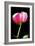 Pink Peony II-Tammy Putman-Framed Photographic Print