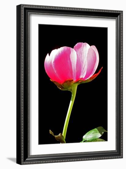 Pink Peony II-Tammy Putman-Framed Photographic Print