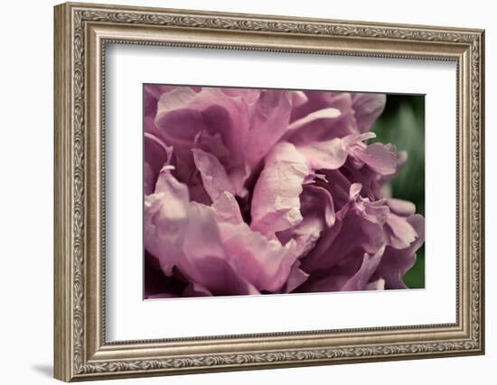 Pink Peony In Morning-Michelle Calkins-Framed Photo
