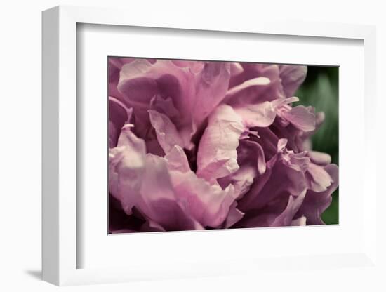 Pink Peony In Morning-Michelle Calkins-Framed Photo