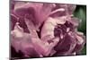 Pink Peony In Morning-Michelle Calkins-Mounted Photo