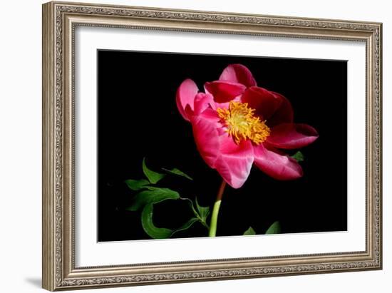 Pink Peony IV-Tammy Putman-Framed Photographic Print