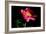 Pink Peony IV-Tammy Putman-Framed Photographic Print