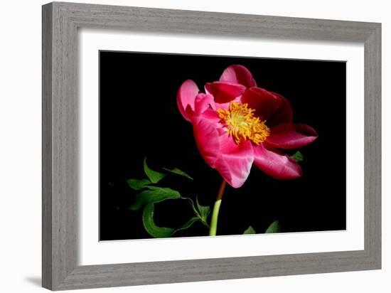 Pink Peony IV-Tammy Putman-Framed Photographic Print