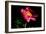 Pink Peony IV-Tammy Putman-Framed Photographic Print