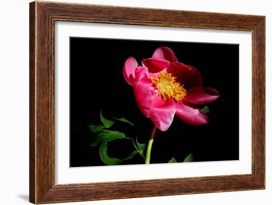 Pink Peony IV-Tammy Putman-Framed Photographic Print