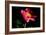 Pink Peony IV-Tammy Putman-Framed Photographic Print