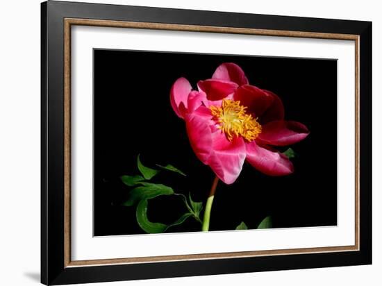 Pink Peony IV-Tammy Putman-Framed Photographic Print