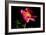 Pink Peony IV-Tammy Putman-Framed Photographic Print