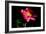 Pink Peony IV-Tammy Putman-Framed Photographic Print