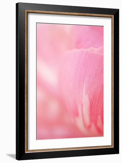 Pink Peony IV-Karyn Millet-Framed Photographic Print