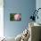 Pink Peony (Paeonia Hybrid)-Maria Mosolova-Photographic Print displayed on a wall