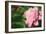 Pink Peony (Paeonia Hybrid)-Maria Mosolova-Framed Photographic Print