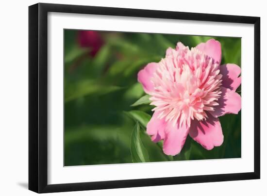 Pink Peony (Paeonia Hybrid)-Maria Mosolova-Framed Photographic Print