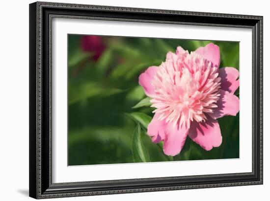 Pink Peony (Paeonia Hybrid)-Maria Mosolova-Framed Photographic Print