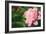 Pink Peony (Paeonia Hybrid)-Maria Mosolova-Framed Photographic Print