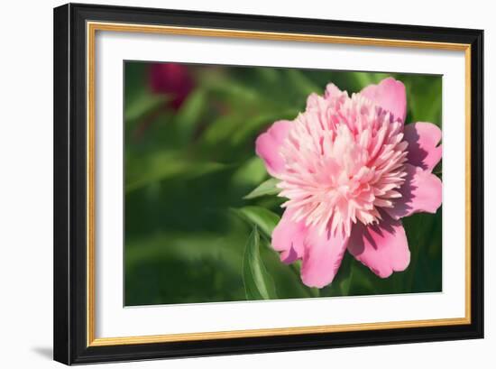 Pink Peony (Paeonia Hybrid)-Maria Mosolova-Framed Photographic Print