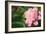 Pink Peony (Paeonia Hybrid)-Maria Mosolova-Framed Photographic Print