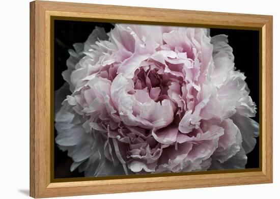 Pink Peony Passion I-Irena Orlov-Framed Stretched Canvas