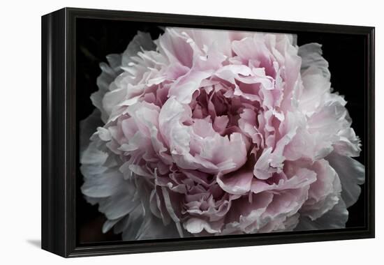 Pink Peony Passion I-Irena Orlov-Framed Stretched Canvas