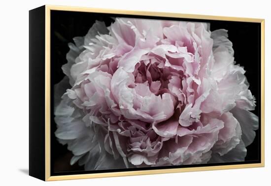 Pink Peony Passion I-Irena Orlov-Framed Stretched Canvas