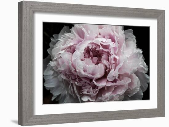 Pink Peony Passion I-Irena Orlov-Framed Art Print