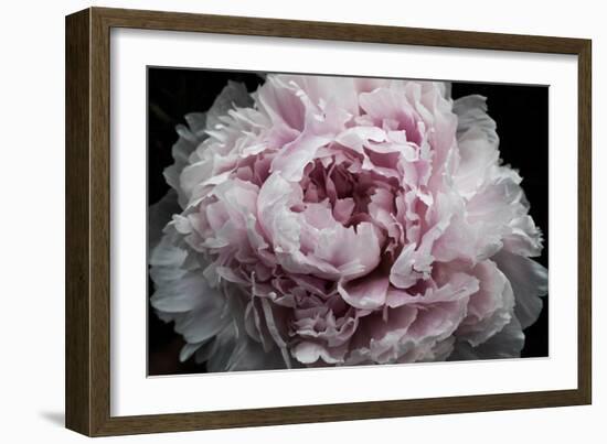 Pink Peony Passion I-Irena Orlov-Framed Art Print