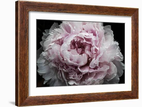 Pink Peony Passion I-Irena Orlov-Framed Art Print