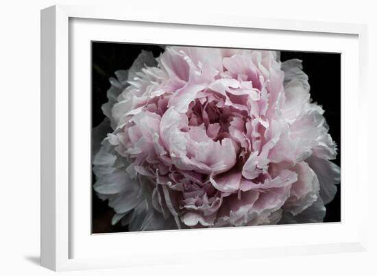 Pink Peony Passion I-Irena Orlov-Framed Art Print