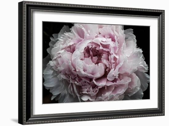 Pink Peony Passion I-Irena Orlov-Framed Art Print