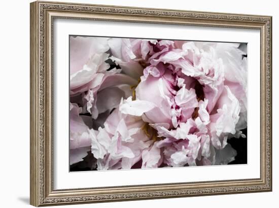 Pink Peony Passion II-Irena Orlov-Framed Art Print