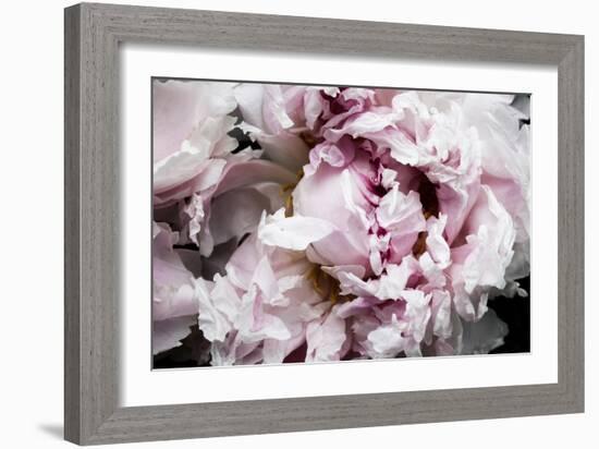 Pink Peony Passion II-Irena Orlov-Framed Art Print