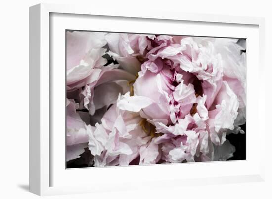 Pink Peony Passion II-Irena Orlov-Framed Art Print