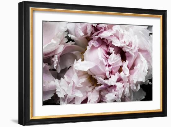 Pink Peony Passion II-Irena Orlov-Framed Art Print