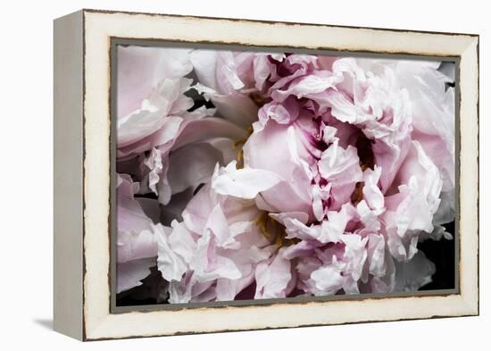 Pink Peony Passion II-Irena Orlov-Framed Stretched Canvas