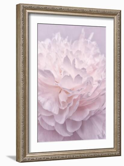 Pink Peony Petals I-Cora Niele-Framed Photographic Print