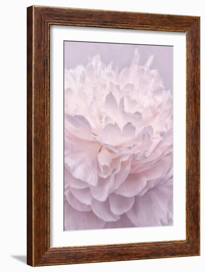 Pink Peony Petals I-Cora Niele-Framed Photographic Print