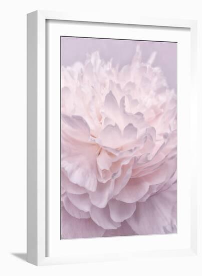 Pink Peony Petals I-Cora Niele-Framed Photographic Print