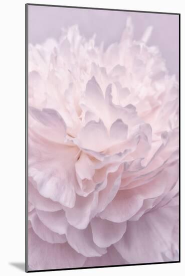 Pink Peony Petals I-Cora Niele-Mounted Photographic Print