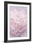 Pink Peony Petals I-Cora Niele-Framed Photographic Print
