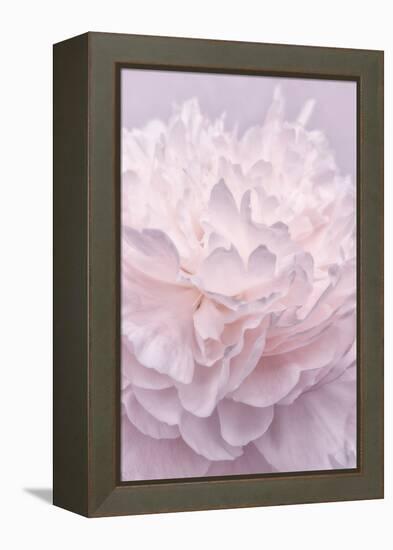 Pink Peony Petals I-Cora Niele-Framed Premier Image Canvas