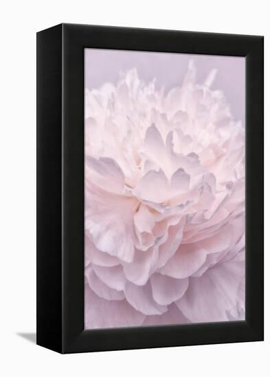 Pink Peony Petals I-Cora Niele-Framed Premier Image Canvas