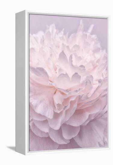 Pink Peony Petals I-Cora Niele-Framed Premier Image Canvas