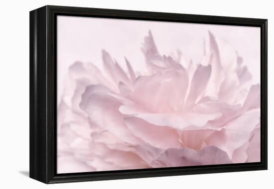 Pink Peony Petals III-Cora Niele-Framed Premier Image Canvas