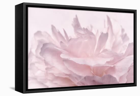 Pink Peony Petals III-Cora Niele-Framed Premier Image Canvas